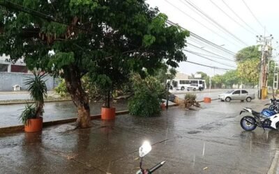 Fuertes Vientos  Derriban Árbol en la Av. Independencia de Coro