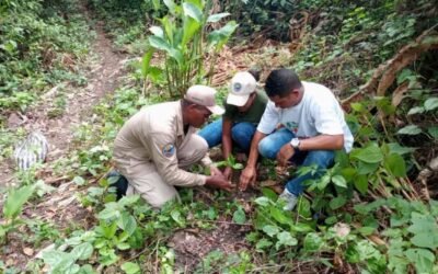 Inparques y Misión Árbol Fortalecen Ecosistema del Río Ricoa en Falcón con Gran Jornada de Reforestación
